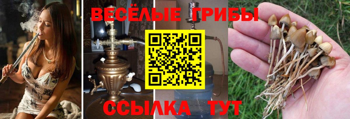 Железногорск  Псилоцибиновые грибы Psilocybine cubensis  Вход с VPN  Псилоцибиновые грибы GOLDEN TEACHER 